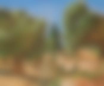 Chemin aux oliviers en Provence (preview)