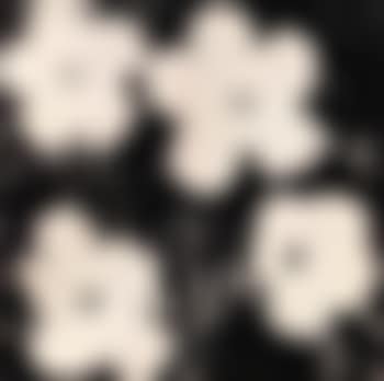 Flowers (preview)