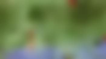 Parrot jungle (preview)