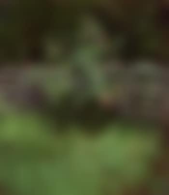 Rosebush by fence (preview)