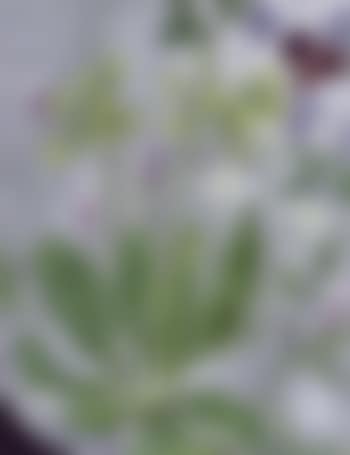 Still life of spring flowers (preview)