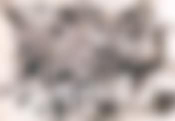 Cats (preview)