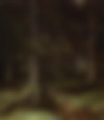 Forest (preview)