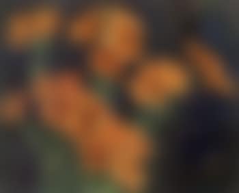 Tiger lilies (preview)