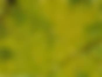 Yellow morning (preview)