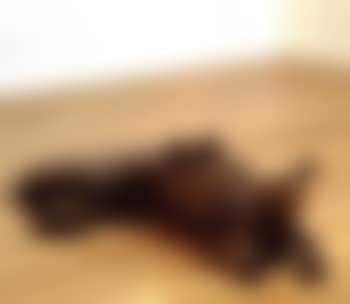 Alligator (preview)