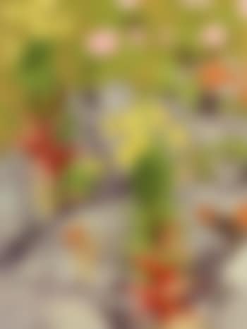 Lichiens, wild roses and primroses (preview)