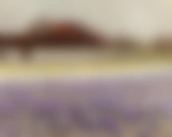 Field of crocuses (preview)