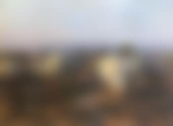Sheep in evening light (preview)