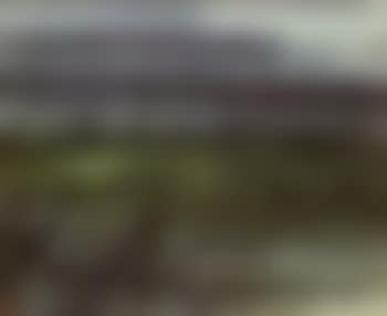 Wild birds flying over lotus pond (preview)