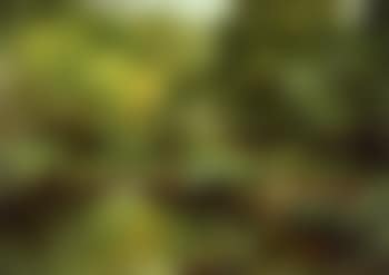 Quiet backwater, a summer landscape (preview)