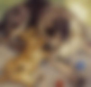 The nurse (preview)