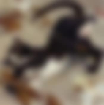 Autumn wind (preview)
