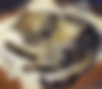 A cat's dream (preview)
