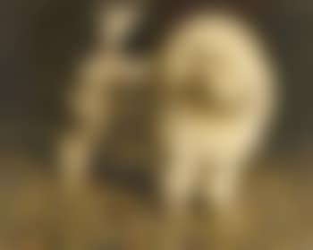 Pedro, portrait of a poodle (preview)