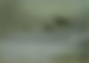 Pheasants flying over a snowy landscape (preview)