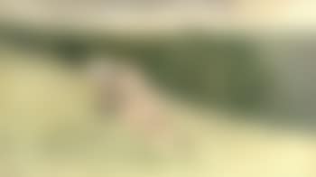 Four leaf clover (preview)