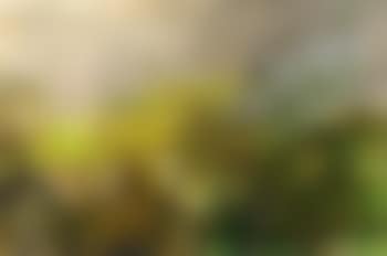 Composition (preview)