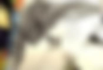 La jarretelle (preview)