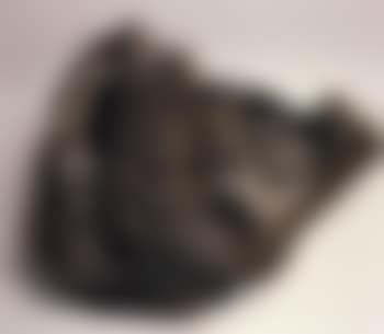 Water buffalo (preview)