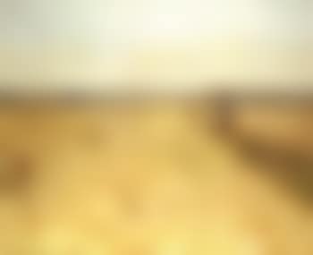 In the cornfield (preview)