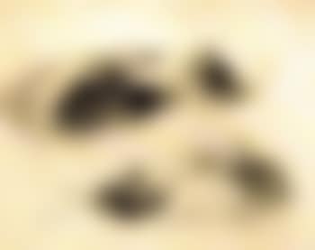 Etude de chats (preview)