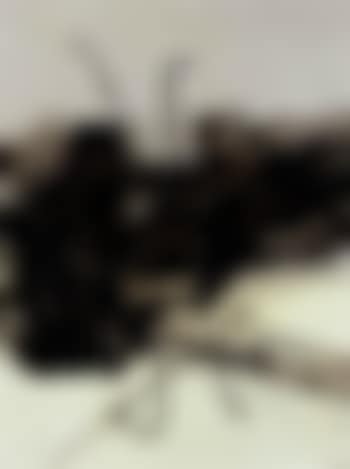 Reve de Lyke (preview)