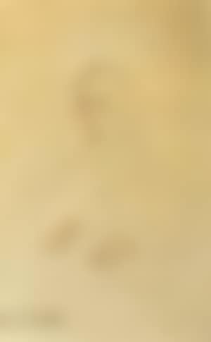 Portrait de jeune homme (preview)