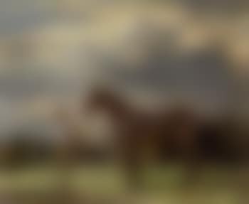 Bay stallion with groom (preview)