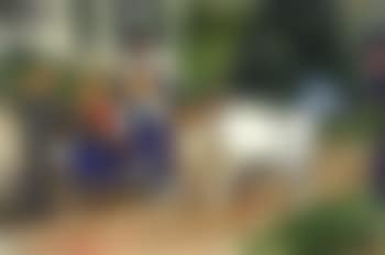 Goats carriage (preview)
