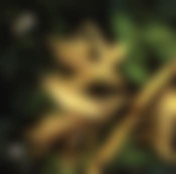 Sweet corn (preview)