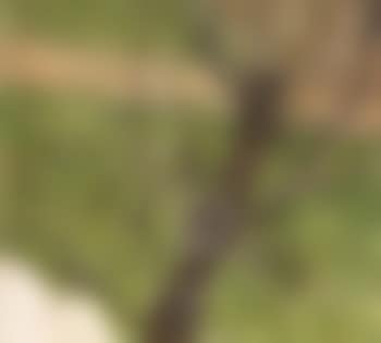 Acacia (preview)