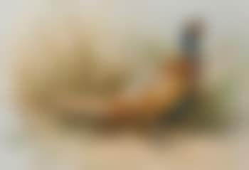 Pheasant (preview)