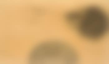 Le chat (preview)