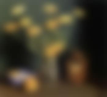 Marigolds (preview)