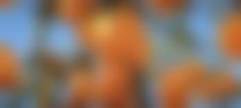 Fruit (preview)