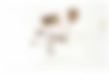 Ombelico de venere (preview)