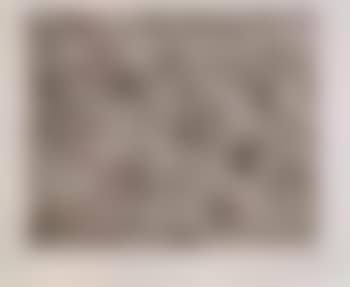 Birds eye (preview)