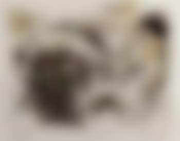 The small nude (preview)
