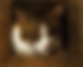 Cat peeping through a fence (preview)
