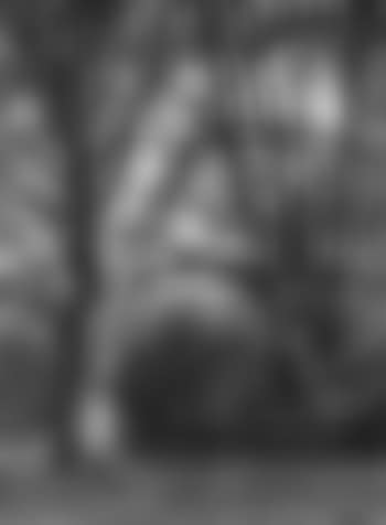 Old trees (preview)