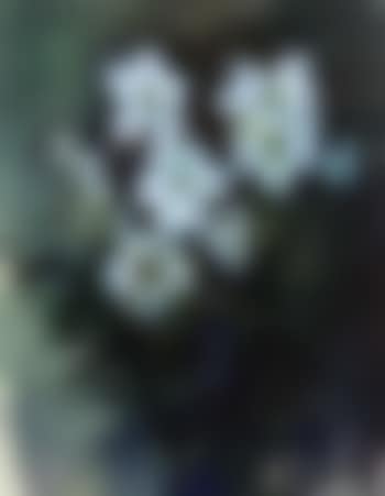 Still life of flowers (preview)