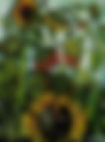 Giant sunflower low (preview)