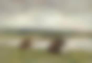 Deaux vaches dans un paturage (preview)