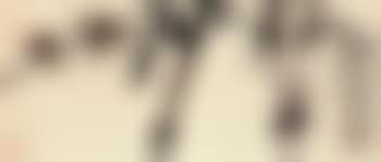 Three birds (preview)