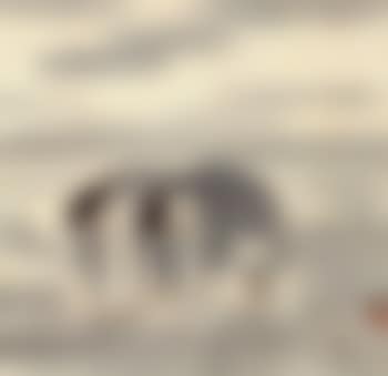 Ricefield. Lady. Boats (preview)