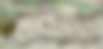 Duck farm (preview)