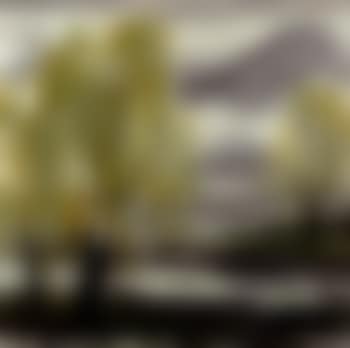 Willow trees in spring (preview)