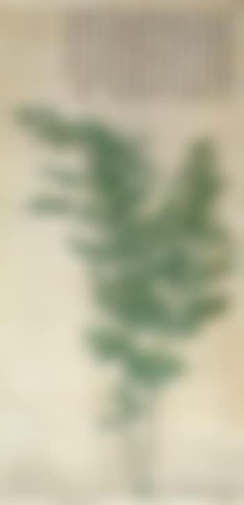 Bamboo (preview)