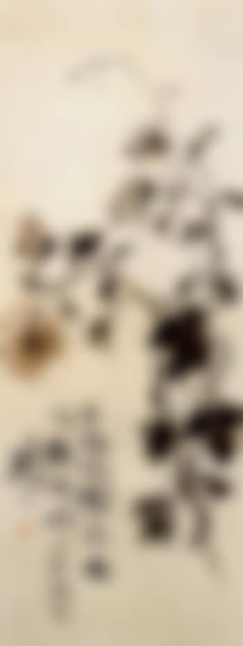 Chrysanthemum (preview)